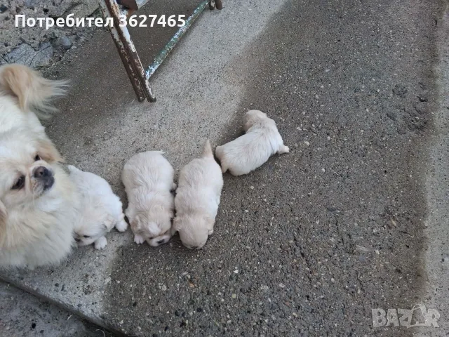 Продавам пекинези, снимка 2 - Пекинез - 54725379
