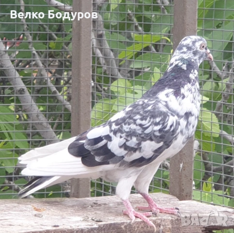 Английски типрери., снимка 8 - Гълъби - 54541838