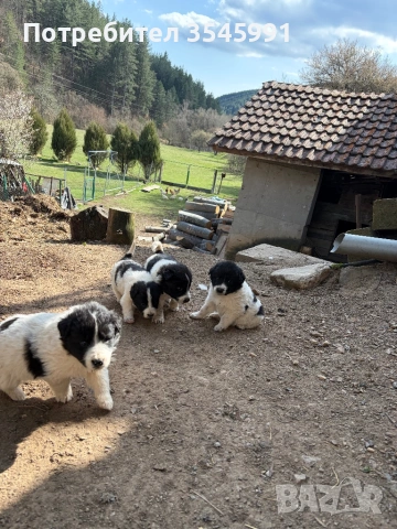 Кученца Каракачанка