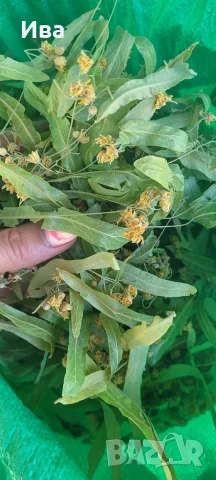 Липов цвят реколта 2026г.