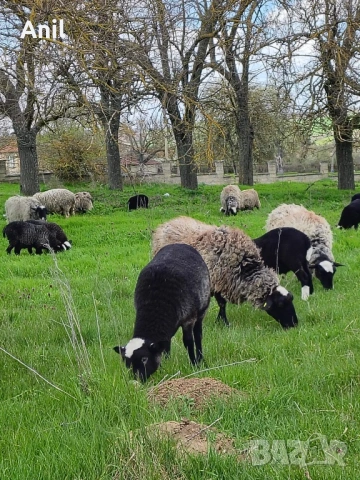 Овце и агнета Романовски