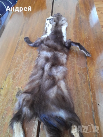 Стара кожа от Златка, снимка 3 - Други ценни предмети - 54369931