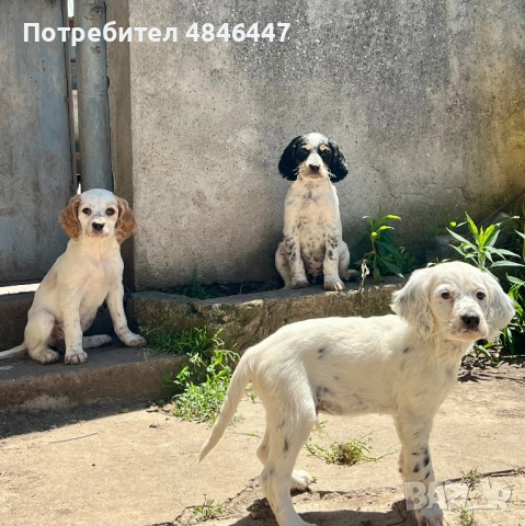 Продавам Английски сетери