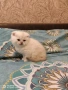 Шотландски котки , сребърна чинчила, колорпойнт, дългокосместо шотландско коте , снимка 7
