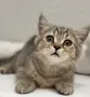 Шотландски котенца, снимка 4