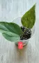 Филодендрон- Philodendron Hederaceum Variegata, снимка 7