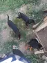 Продавам ловджийски кученца (Гонче х Барак) от отлично работещи родители, снимка 4