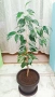 бял Бенджамин, Бегония , Хлорофитум , снимка 11