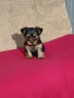 Йоркширски териер мини , снимка 8