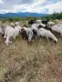 Продавам овце и кози, снимка 3