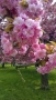 Японска Вишна Канзан, Сакура, Prunus Serrulata Kanzan, снимка 1