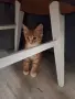 Малко пухкаво коте, снимка 7