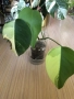 Monstera Marmorata Tricolor , снимка 1