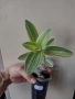 Традесканция, tradescantia Gold stripes, снимка 1