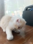 Персийски котета, снимка 12