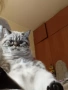 табй котета , снимка 2