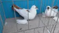 Нюрнбергски чайки, снимка 4