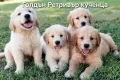 Golden retriever /puppies , снимка 1