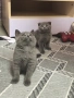 Британска късокосместа госпожица и шотландски клепоухи, снимка 9