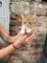 Подарявам малки котенца, снимка 4