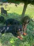 Ловджийски гончета , снимка 3