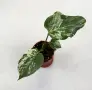 Monstera Bulbasaur Variegata, снимка 4