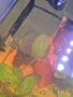 Три големи сома (Pleco), снимка 6