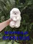 Бели мини Померани. Реални снимки !!!, снимка 1