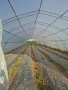Продавам орънжерии, снимка 2