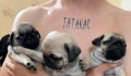 Мопс, снимка 3