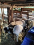 Продавам 3 агнета и 1 коч, снимка 3