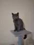 Британска женска котка, снимка 12