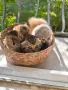 🐾 Чистокръвни котенца Scottish Fold / Scottish Straight – Golden & Silver 🐾, снимка 9