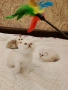 Шотландски котета ,сребърна чинчила, колорпойнт, дългокосместа котка, снимка 2