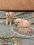 Шотландски котки , сребърна чинчила, колорпойнт, дългокосместо шотландско коте , снимка 8