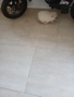 Mini Pomeran, снимка 11