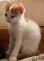 Котенца за осиновяване, снимка 5