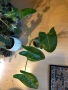 Philodendron Burle Marx , снимка 2