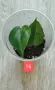 Филодендрон- Philodendron Hederaceum Variegata, снимка 16