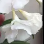 ЗОКУМ - кичест, бял, ароматен, , снимка 3