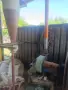 Машина/Линия за производство на пелети , снимка 2