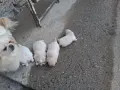 Продавам пекинези, снимка 2