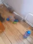 Свободни британски котета, снимка 2