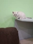 Британски късокосмести, снимка 8