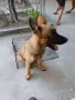 малиноа на 3 месеца, снимка 10