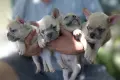 Френски булдог. , снимка 2