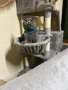 Британска късо космата, снимка 7