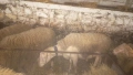 продавам коч, снимка 2