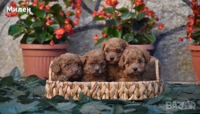 Той пудел Toy poodle, снимка 2 - Пудели - 55006000