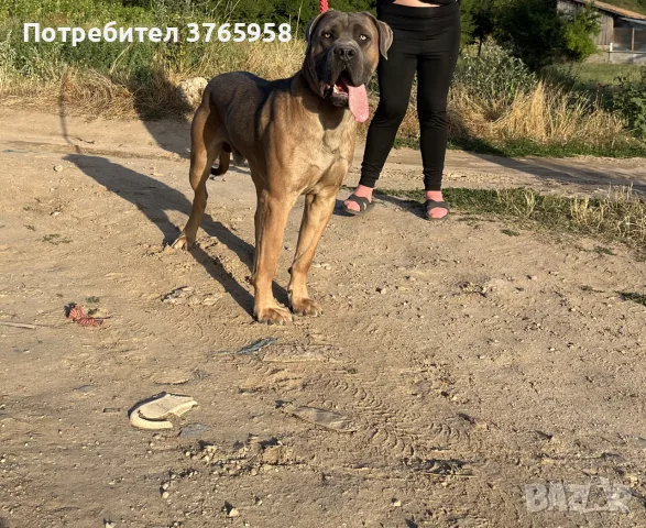 Кане корсо за разплод, снимка 4 - Кане корсо - 55424819